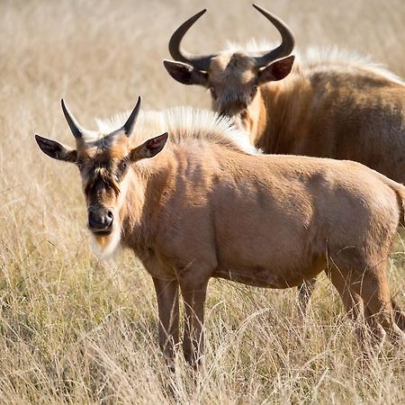 Plettenberg Bay Game Reserve: The Baroness Safari Lodge 外观 照片