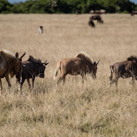 Plettenberg Bay Game Reserve: The Baroness Safari Lodge 外观 照片