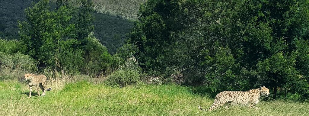 Plettenberg Bay Game Reserve: The Baroness Safari Lodge 外观 照片