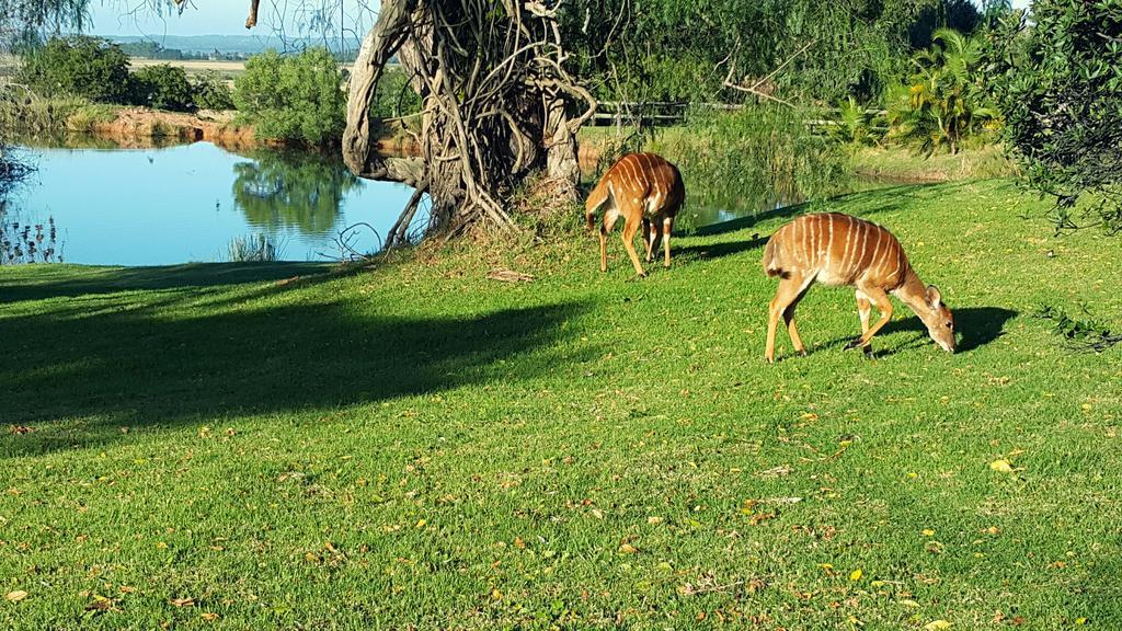 Plettenberg Bay Game Reserve: The Baroness Safari Lodge 外观 照片