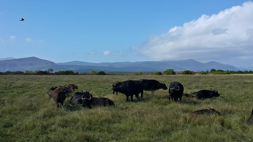 Plettenberg Bay Game Reserve: The Baroness Safari Lodge 外观 照片