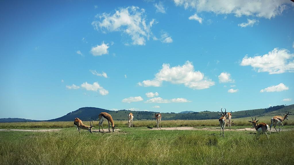 Plettenberg Bay Game Reserve: The Baroness Safari Lodge 外观 照片