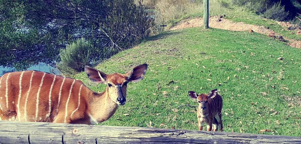 Plettenberg Bay Game Reserve: The Baroness Safari Lodge 外观 照片