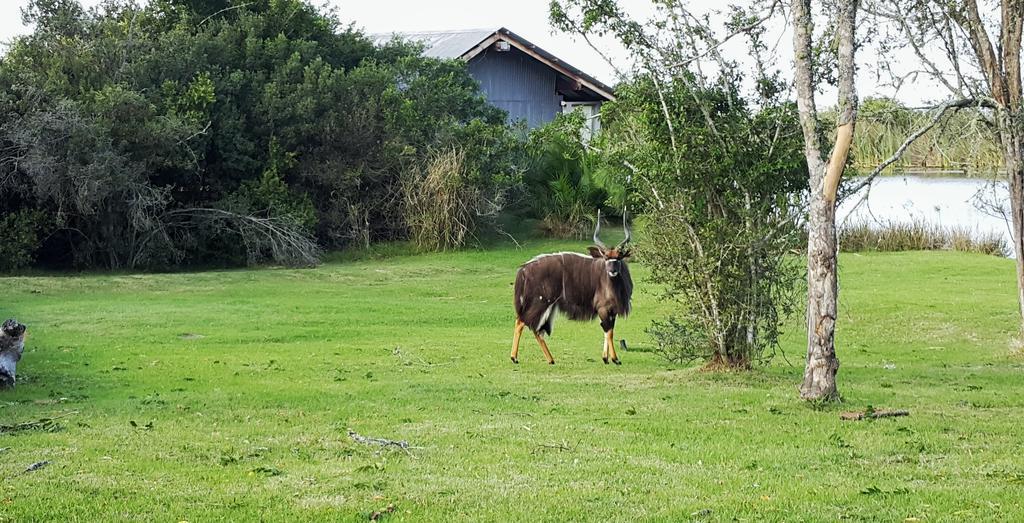 Plettenberg Bay Game Reserve: The Baroness Safari Lodge 外观 照片