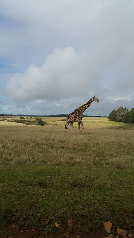 Plettenberg Bay Game Reserve: The Baroness Safari Lodge 外观 照片