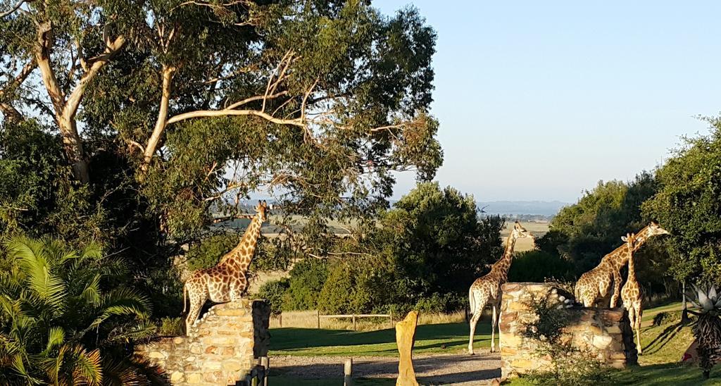 Plettenberg Bay Game Reserve: The Baroness Safari Lodge 外观 照片