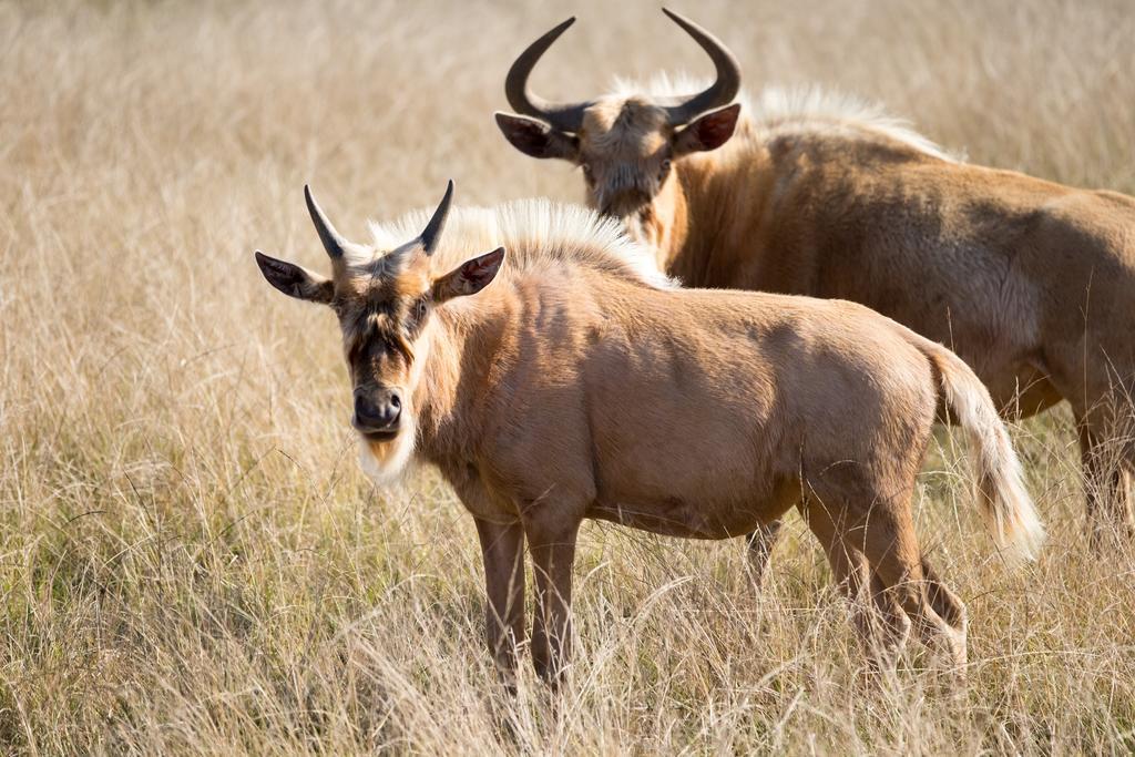 Plettenberg Bay Game Reserve: The Baroness Safari Lodge 外观 照片