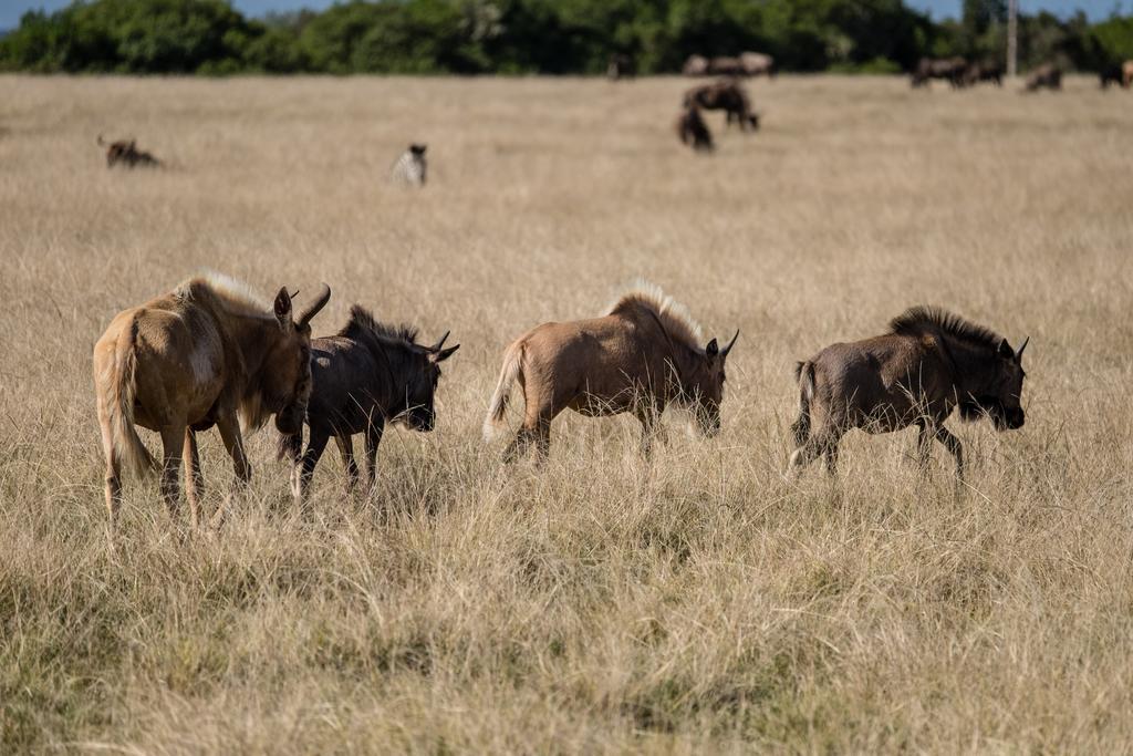 Plettenberg Bay Game Reserve: The Baroness Safari Lodge 外观 照片