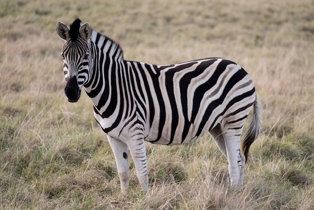 Plettenberg Bay Game Reserve: The Baroness Safari Lodge 外观 照片