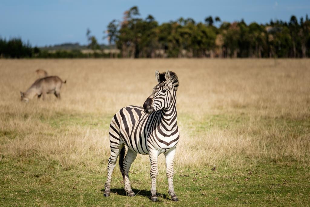 Plettenberg Bay Game Reserve: The Baroness Safari Lodge 外观 照片