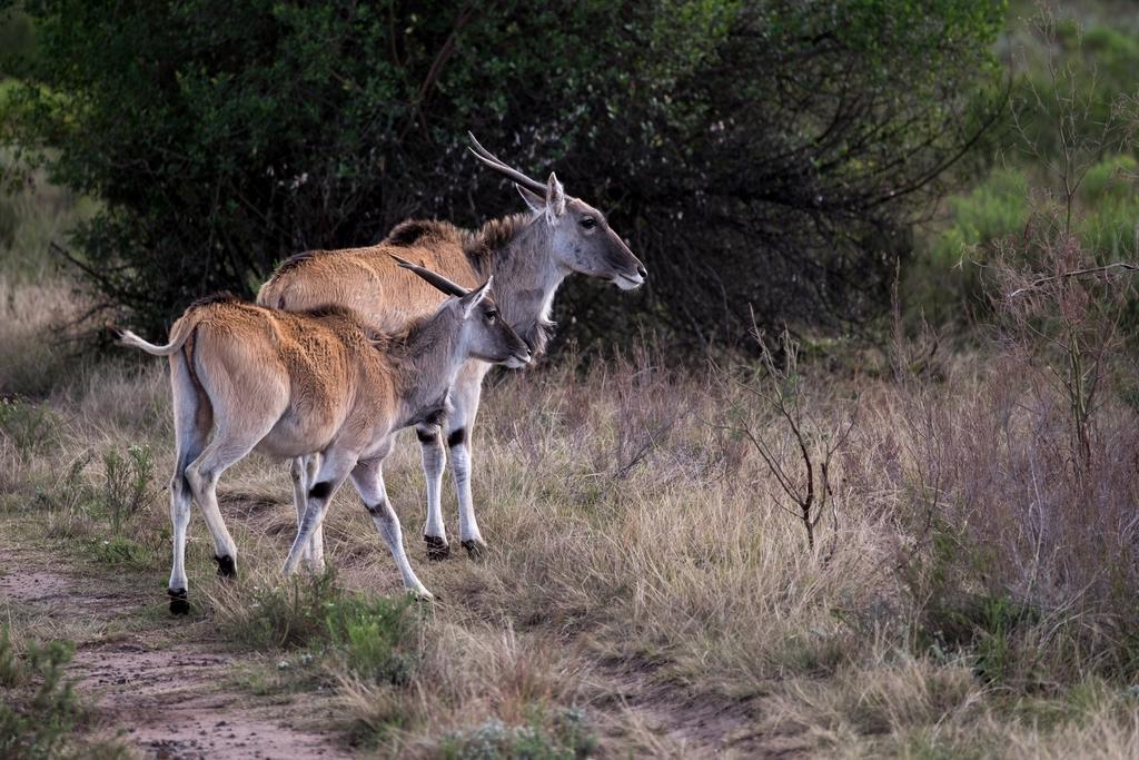 Plettenberg Bay Game Reserve: The Baroness Safari Lodge 外观 照片