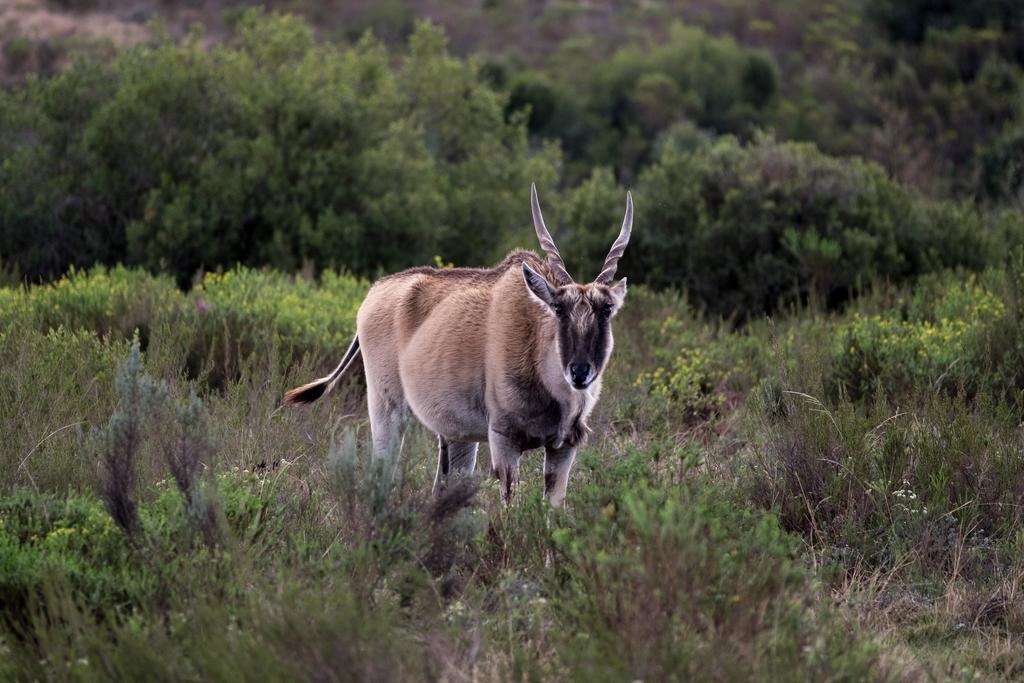 Plettenberg Bay Game Reserve: The Baroness Safari Lodge 外观 照片