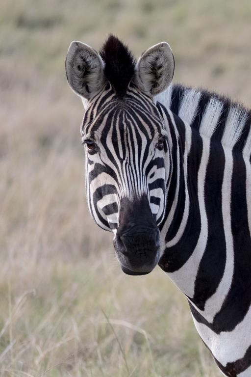 Plettenberg Bay Game Reserve: The Baroness Safari Lodge 外观 照片