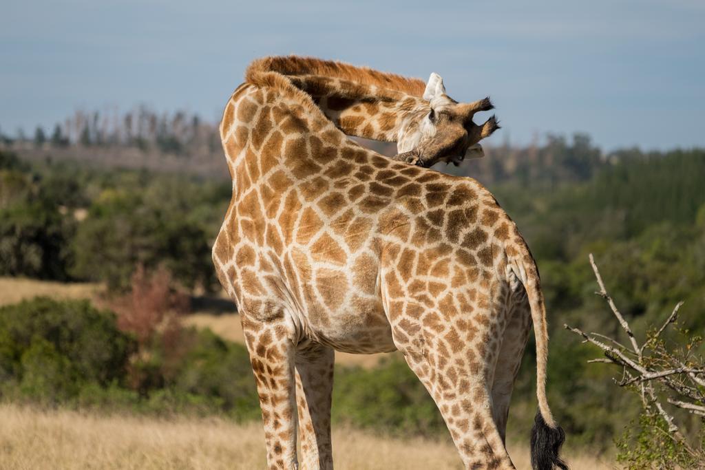 Plettenberg Bay Game Reserve: The Baroness Safari Lodge 外观 照片