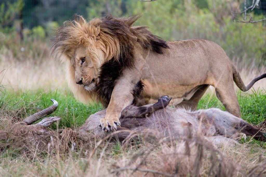 Plettenberg Bay Game Reserve: The Baroness Safari Lodge 外观 照片