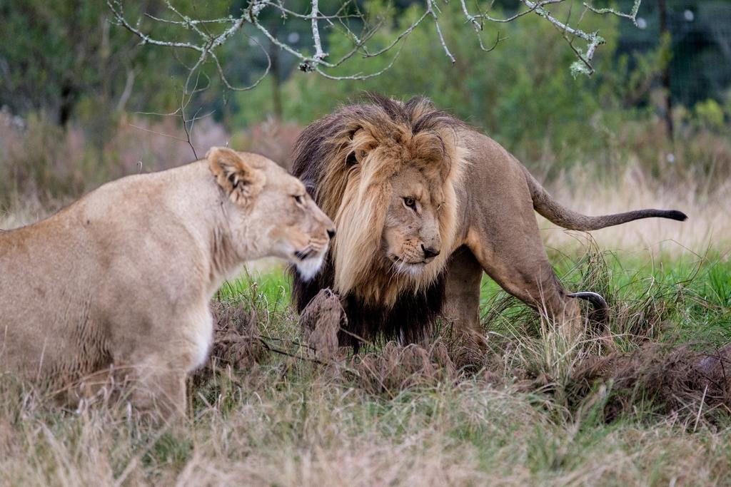 Plettenberg Bay Game Reserve: The Baroness Safari Lodge 外观 照片