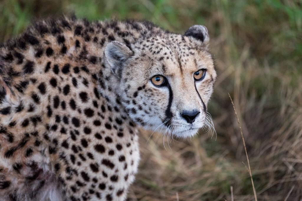 Plettenberg Bay Game Reserve: The Baroness Safari Lodge 外观 照片