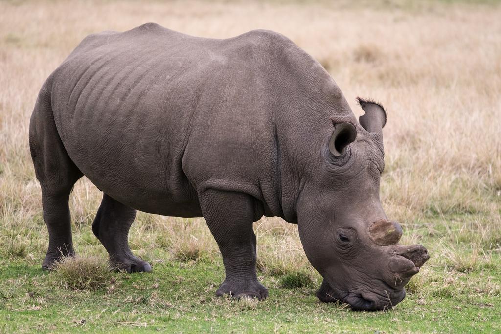 Plettenberg Bay Game Reserve: The Baroness Safari Lodge 外观 照片