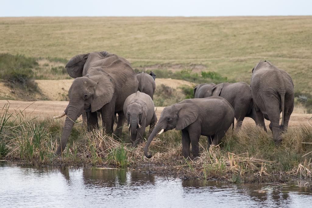 Plettenberg Bay Game Reserve: The Baroness Safari Lodge 外观 照片