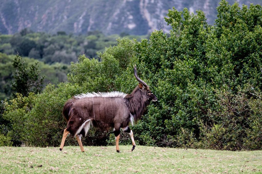 Plettenberg Bay Game Reserve: The Baroness Safari Lodge 外观 照片